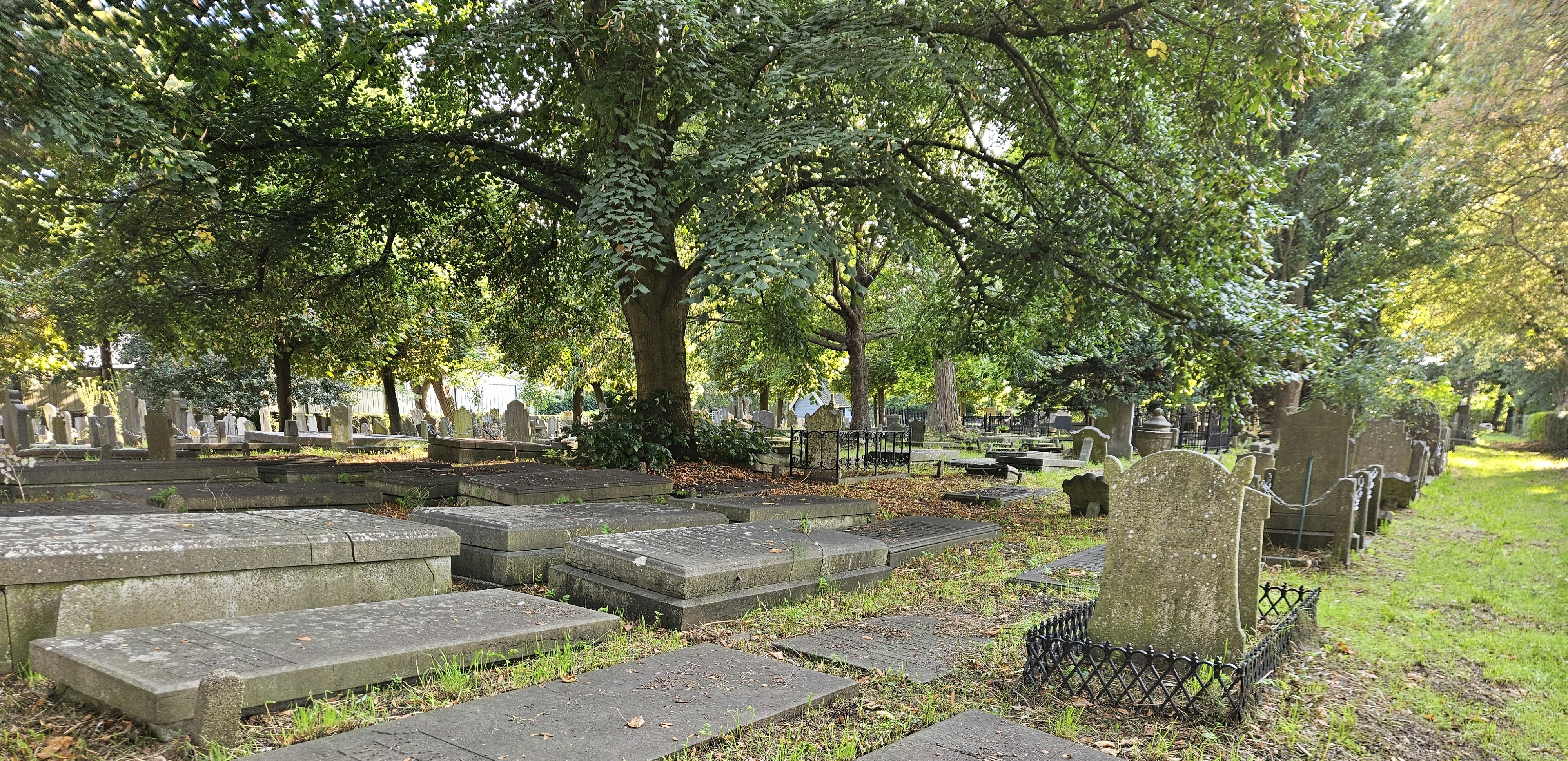 bomen.jpg